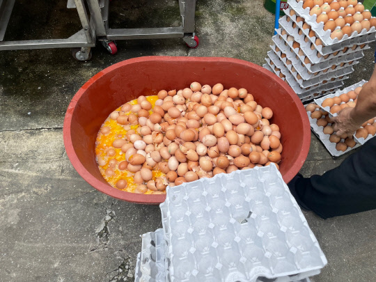 경상남도 특별사법경찰의 단속에서 적발된 불량 달걀이 폐기처분되고 있다. 경상남도 제공